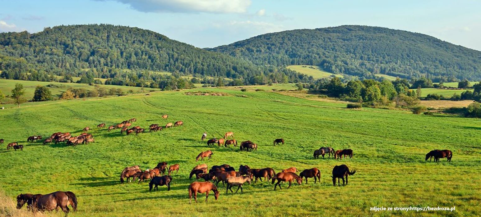 08.09.2024 Beskid Niski - Kozie Żebro 874 m (archiwum)